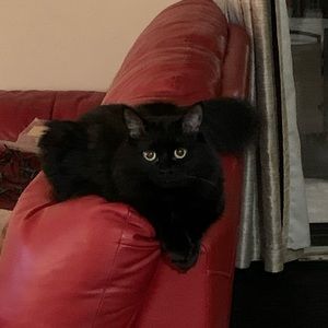 Meet your Posher, Lessard